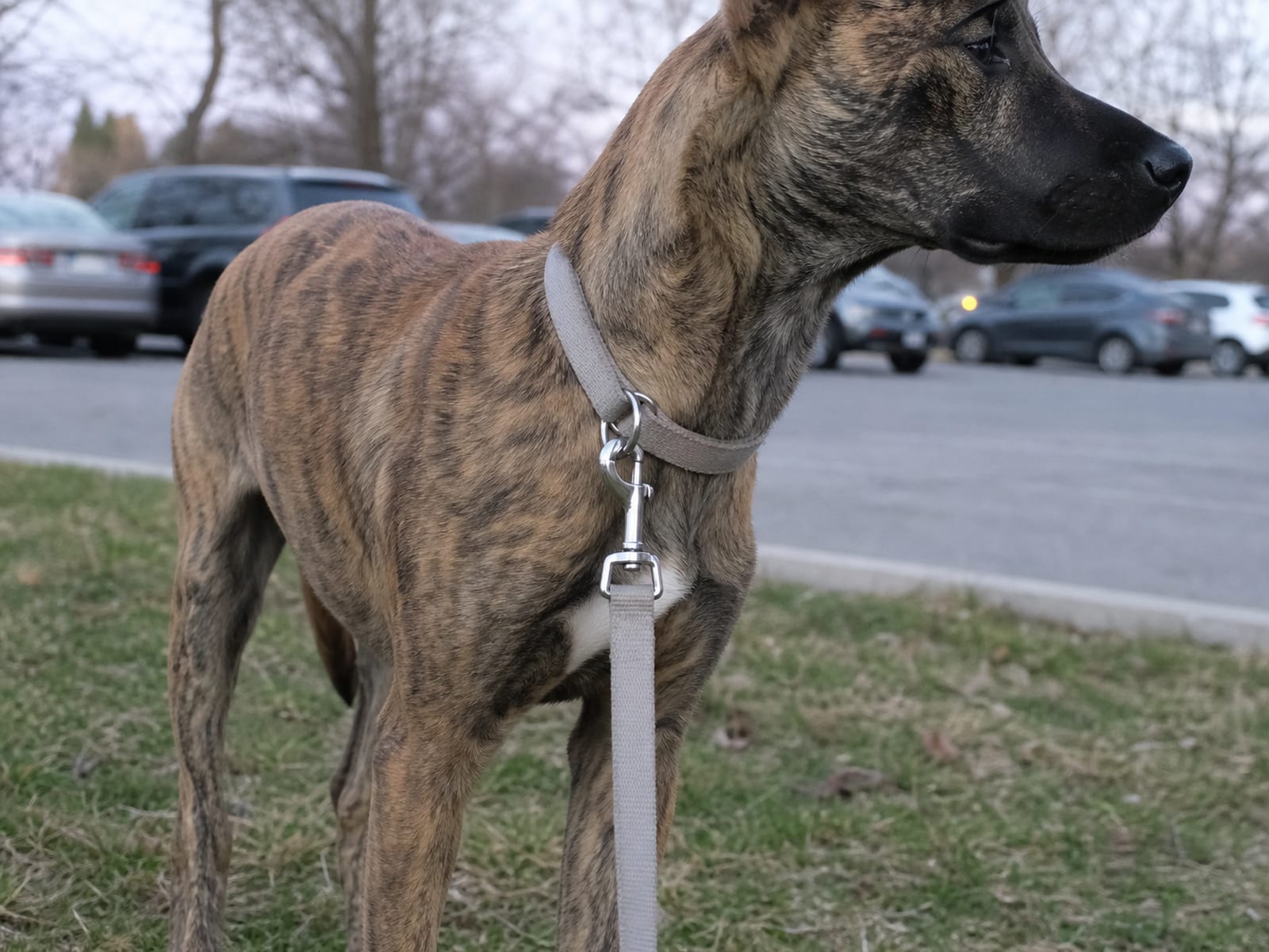 Puppy Socialization To Help With Aggression