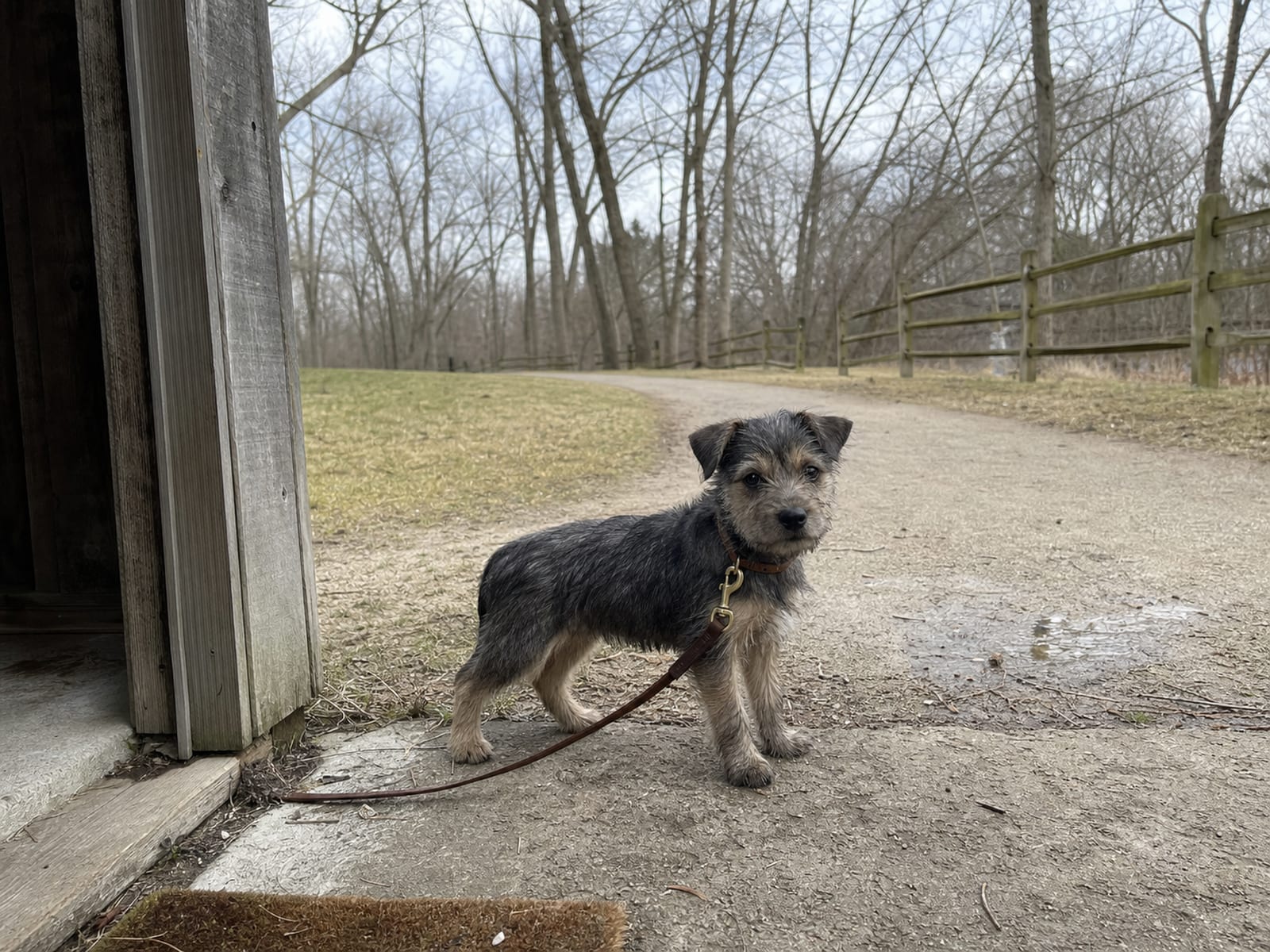 Exercise and Mental Stimulation for Puppies