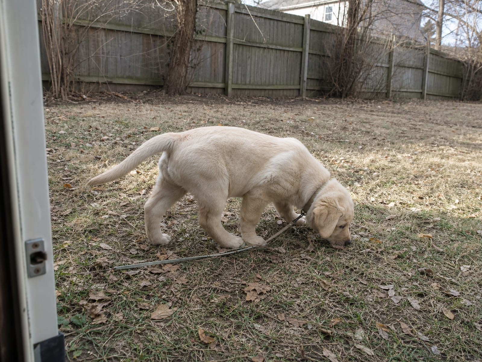Puppy Training Techniques