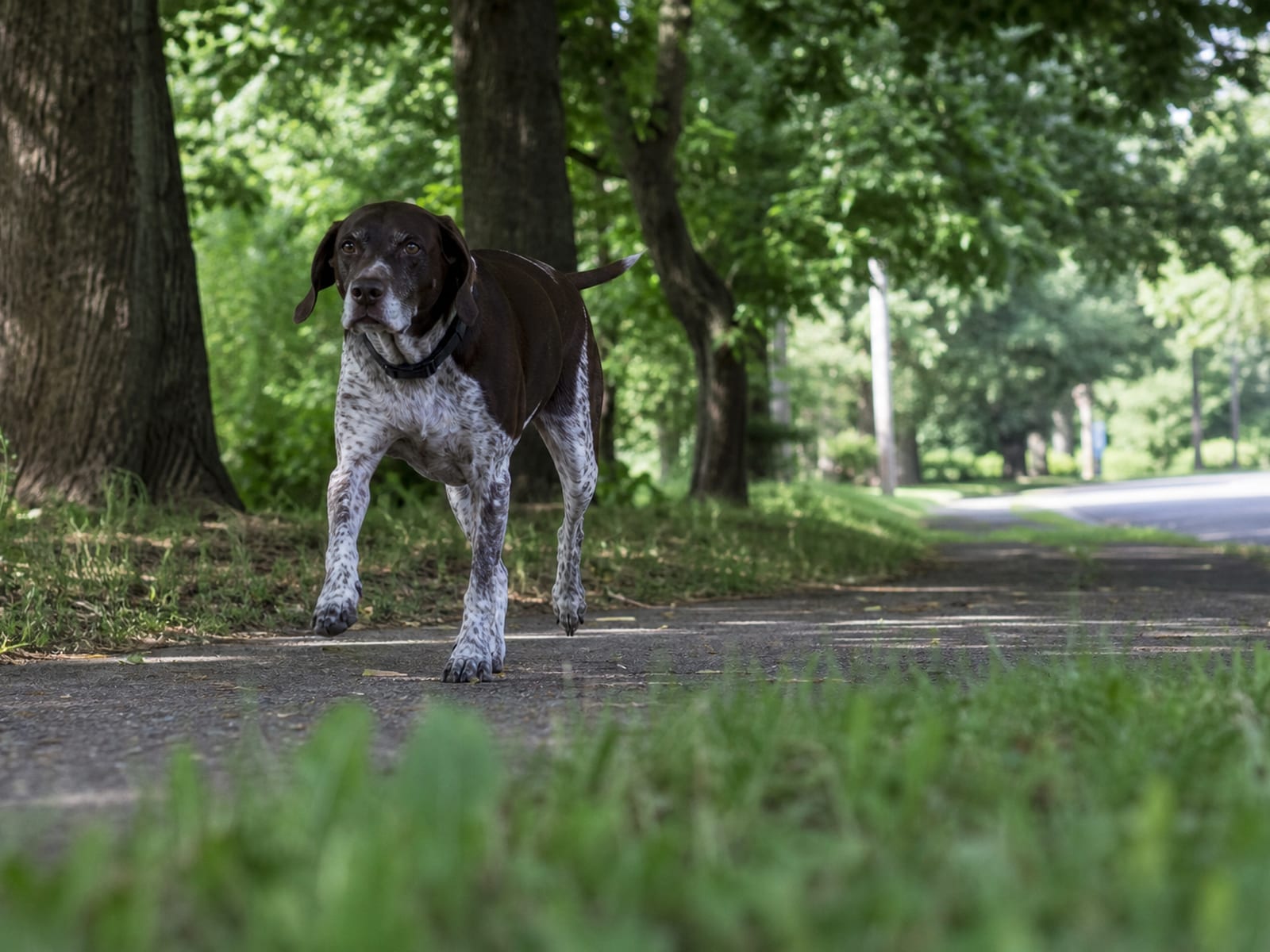Step-by-step illustration of controlled dog socialization