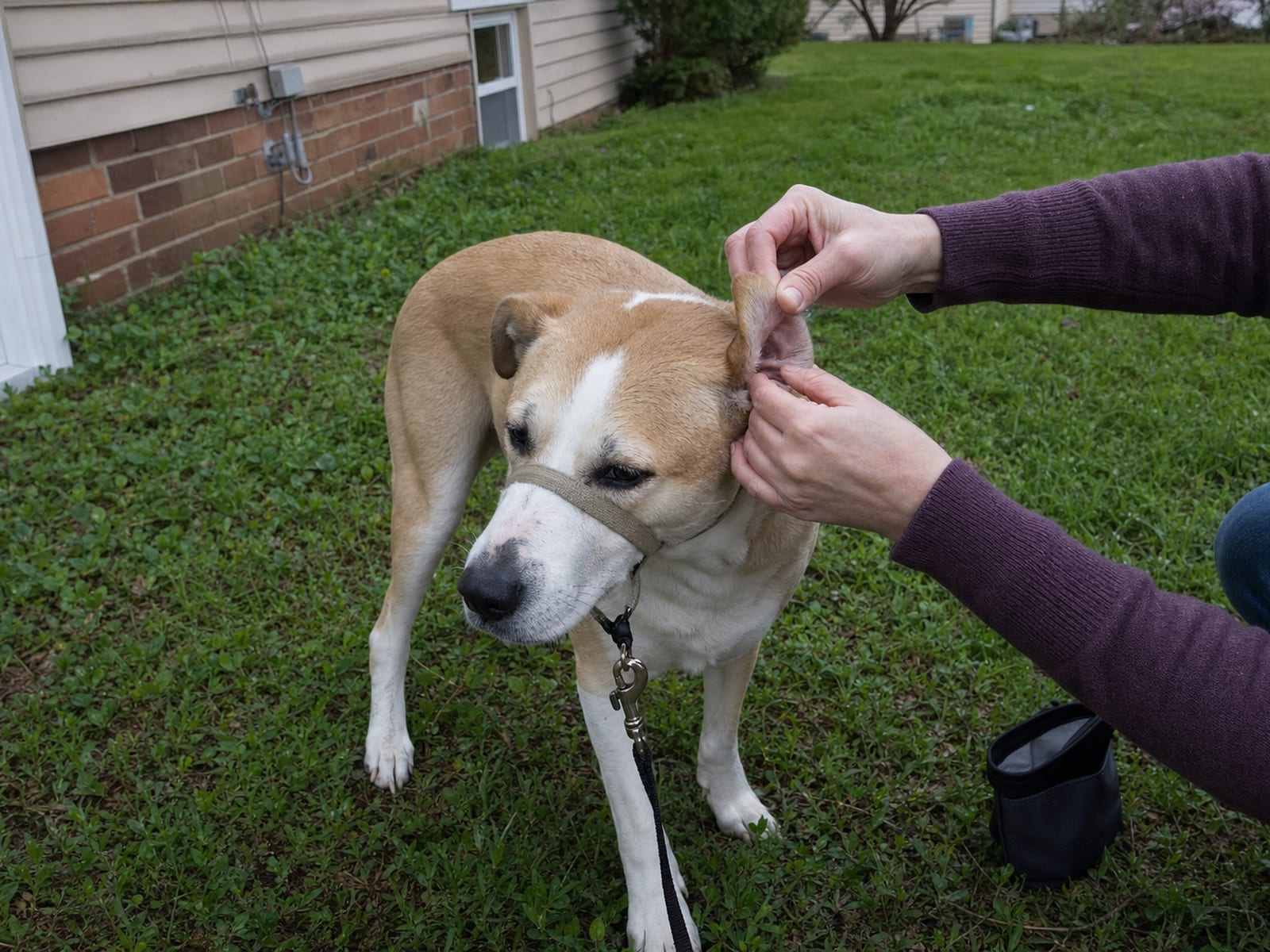 Illustration of a dog surrounded by aggression triggers