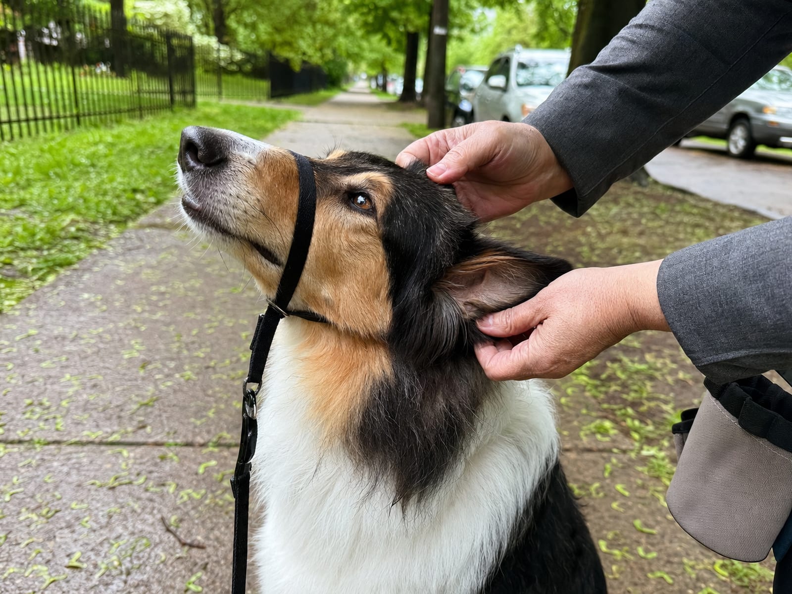 Visual guide to dog body language signals