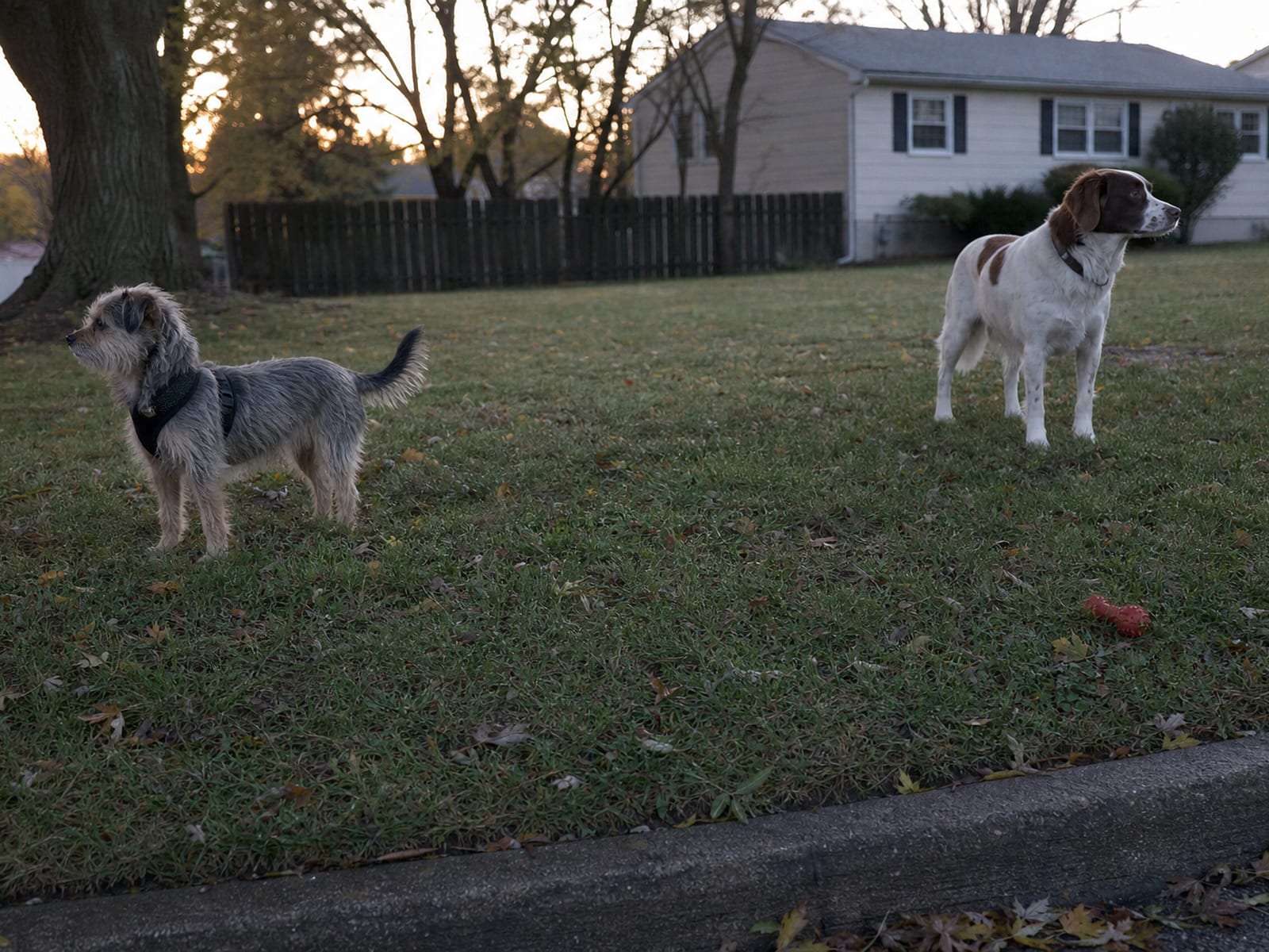 Diverse dogs playing peacefully in a park setting