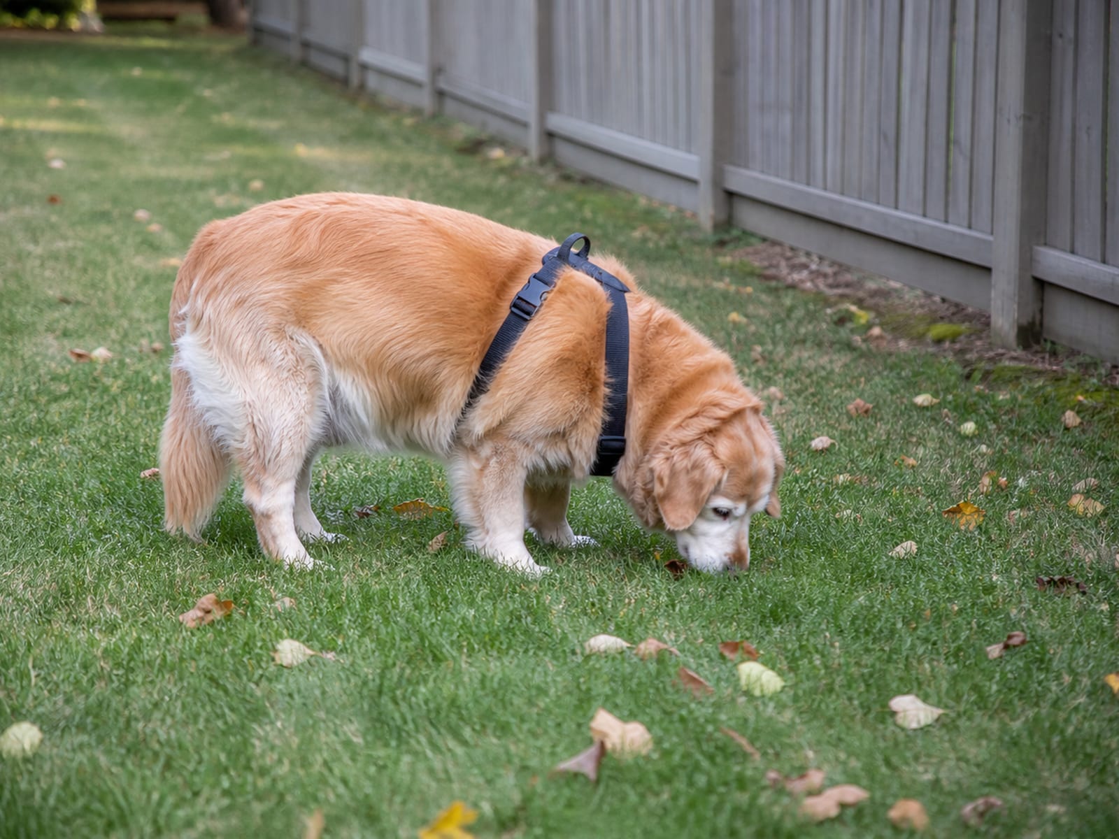 Must-have items for a successful dog park visit