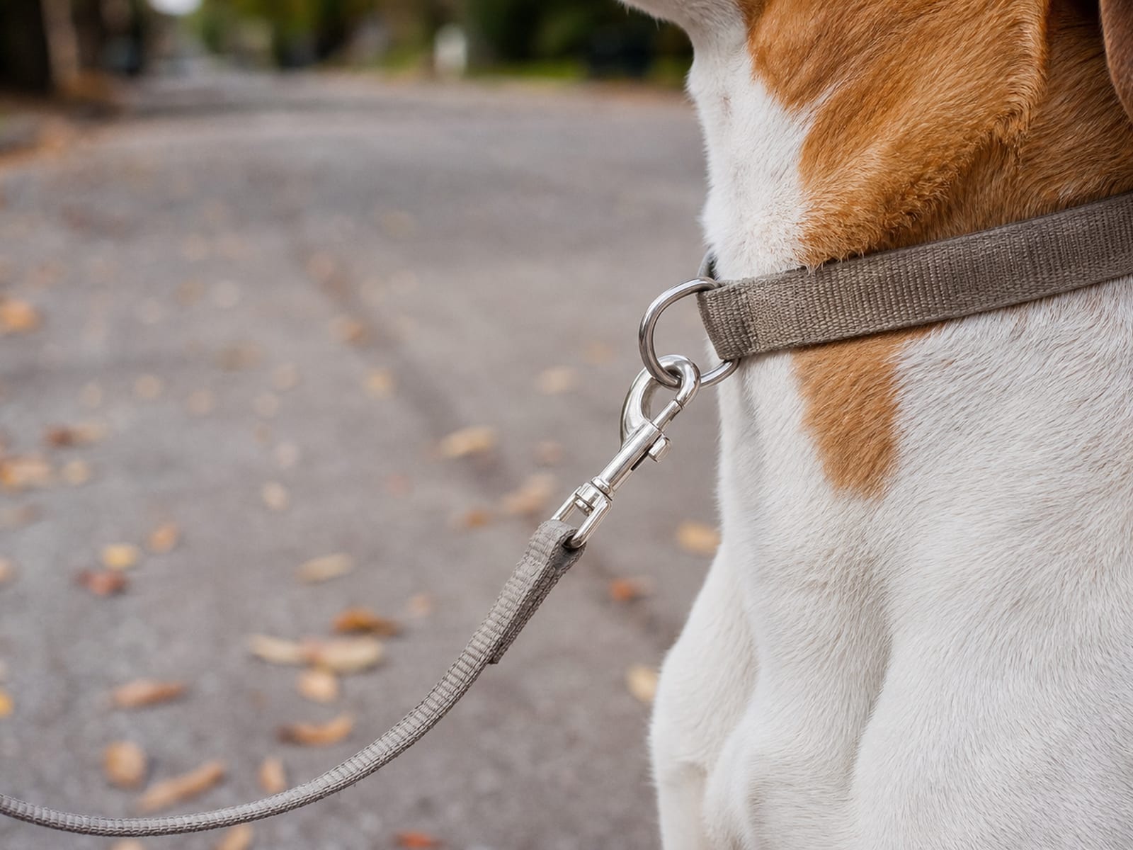 Dog Following Owner Everywhere