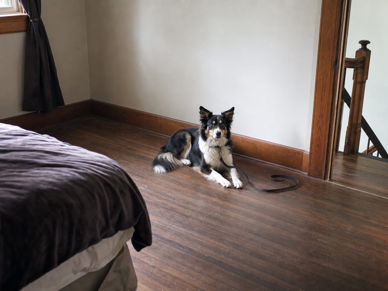 Cozy Dog Space with Toys and Blankets