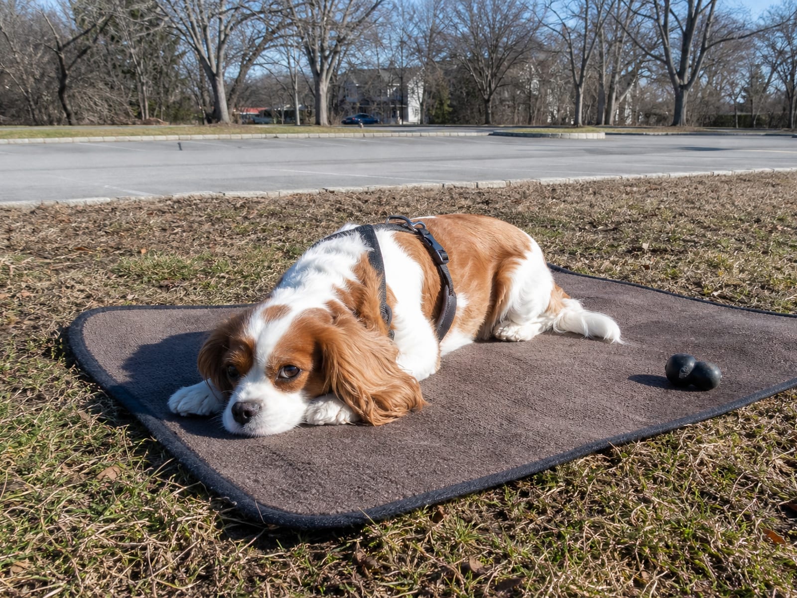 Vector image of a community dog training event held in a local Baltimore park, featuring dog owners and their pets interacting with trainers, fostering a sense of community and learning.