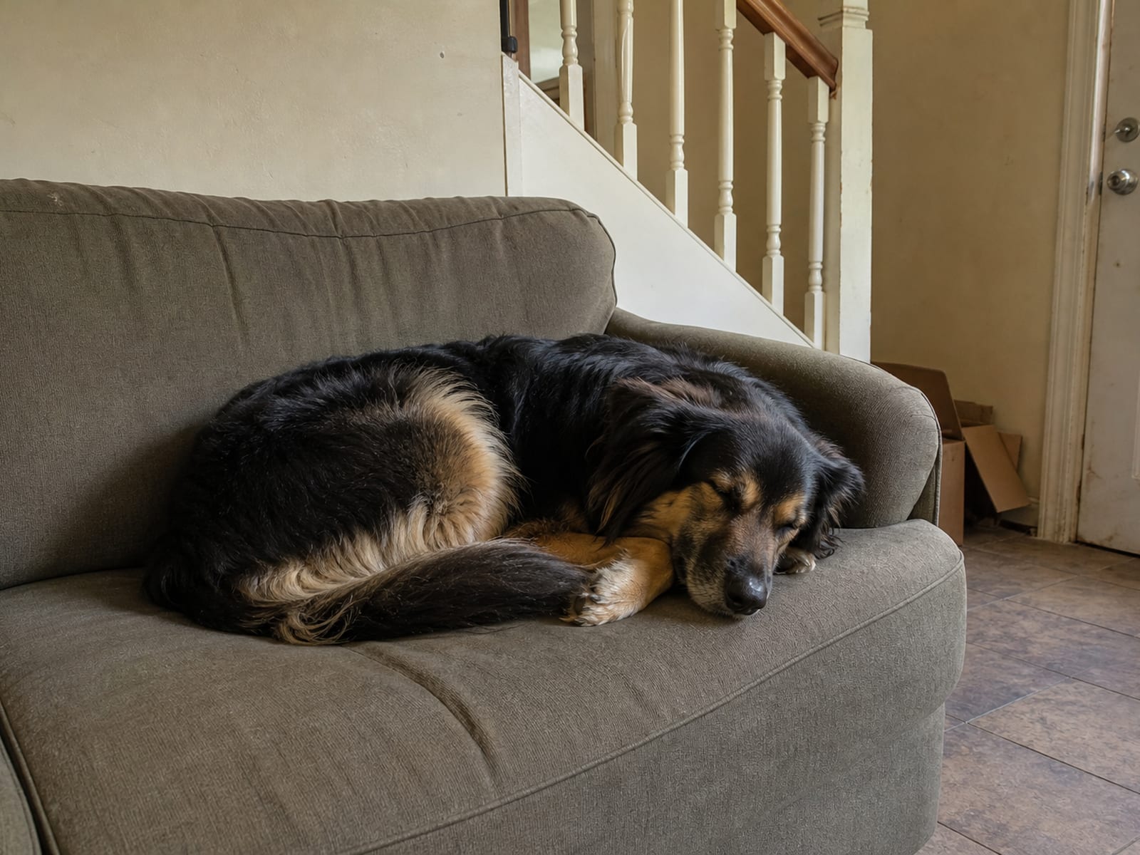 Management Strategies for Family Pets
