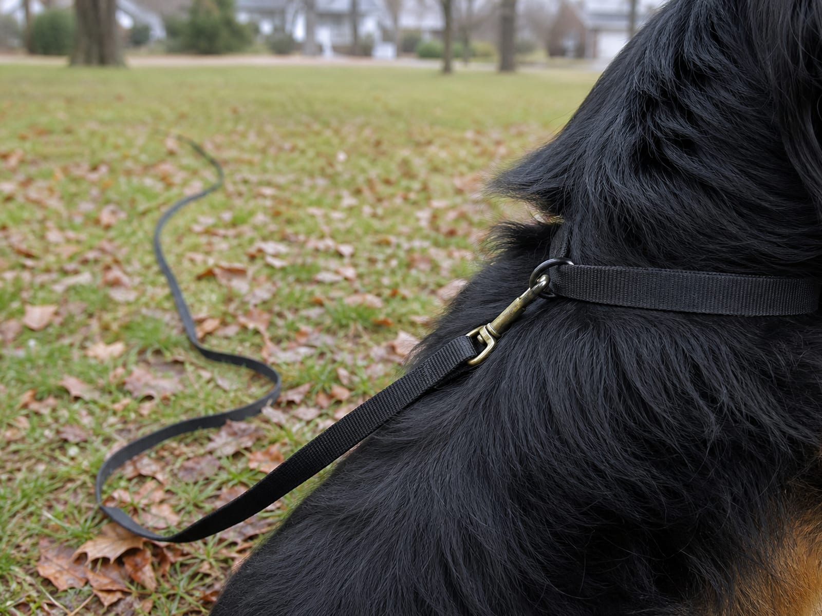 Management Strategies for Working Dogs