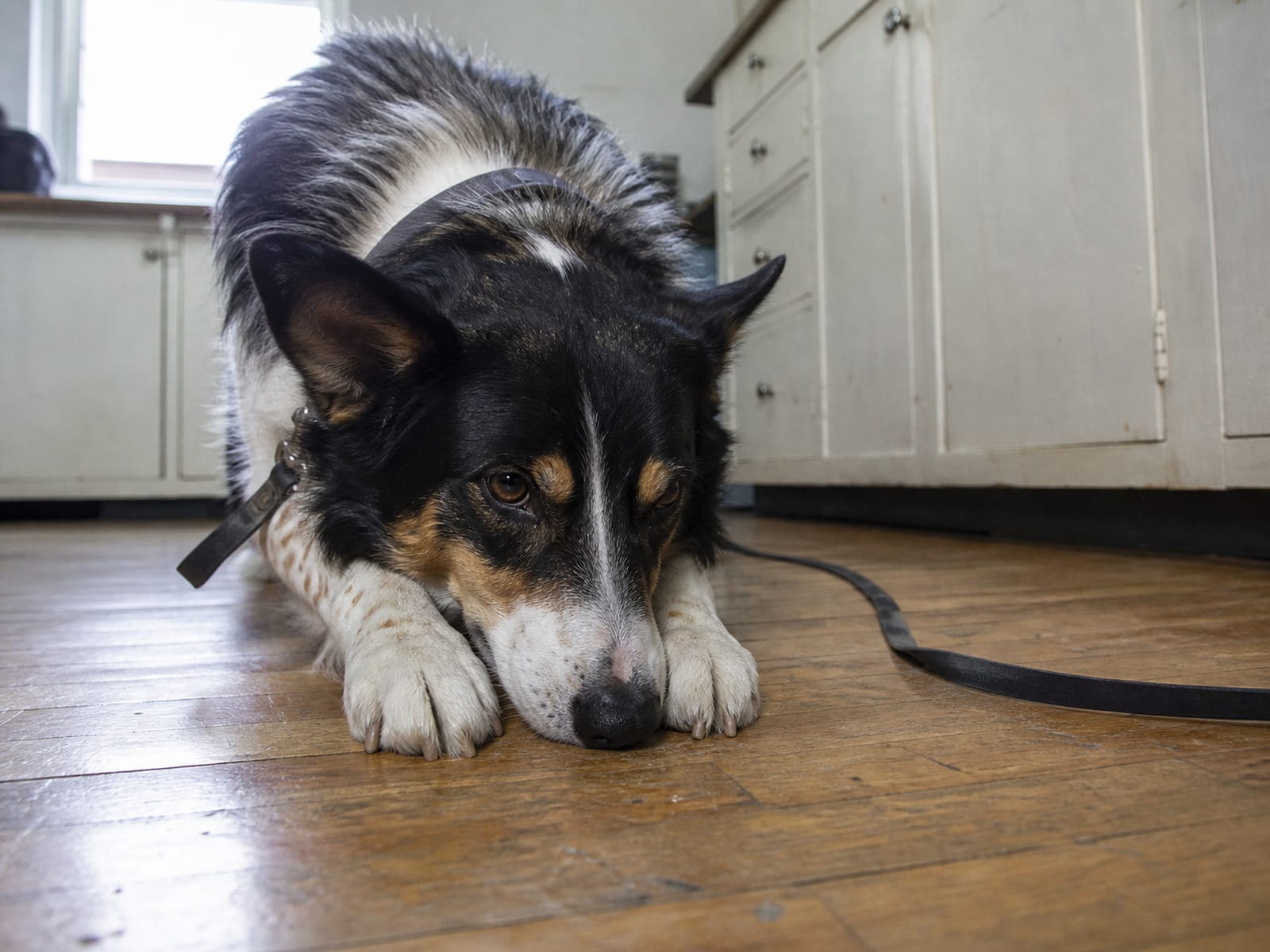 6. Reading Your Dog's "I'm Not Cool With This" Signals