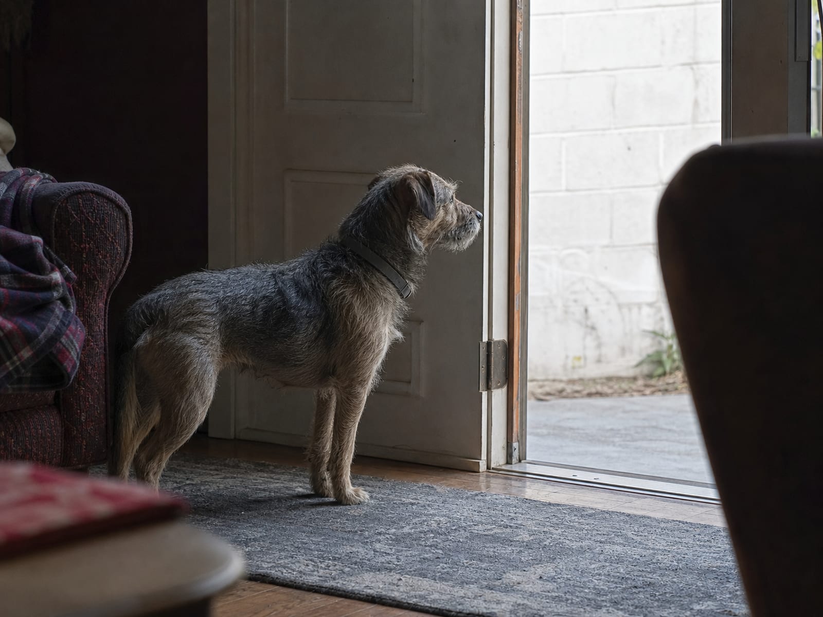 Visual representation of how dogs perceive children's behaviors