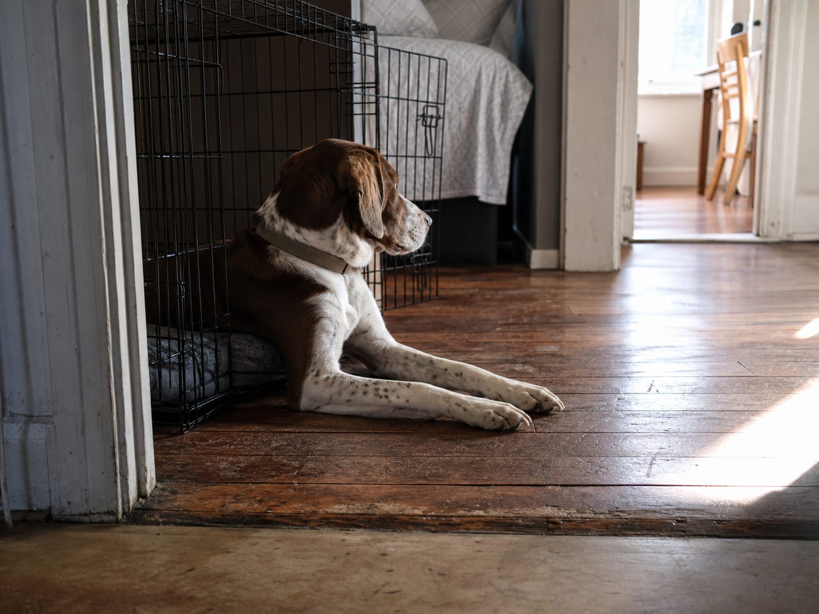 Dog Obedience Trainer Consultation