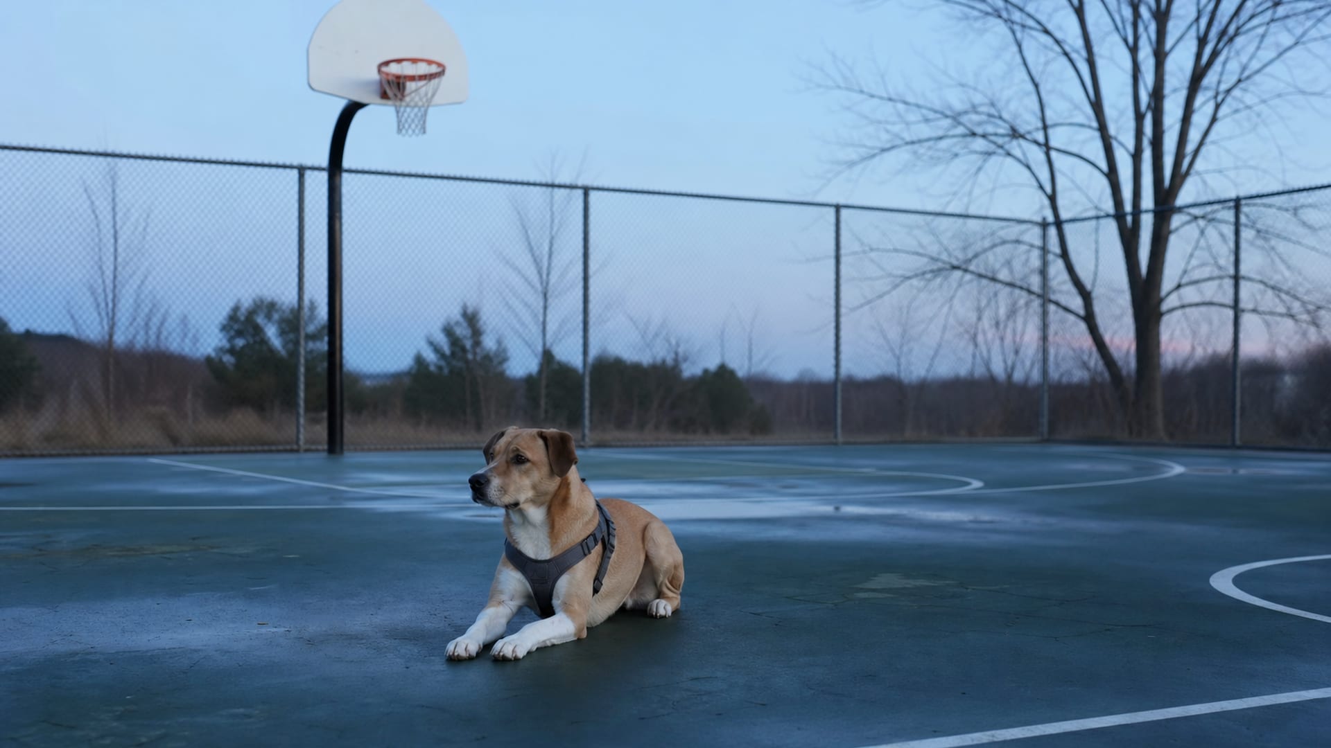 Aggressive Dog Training in Baltimore