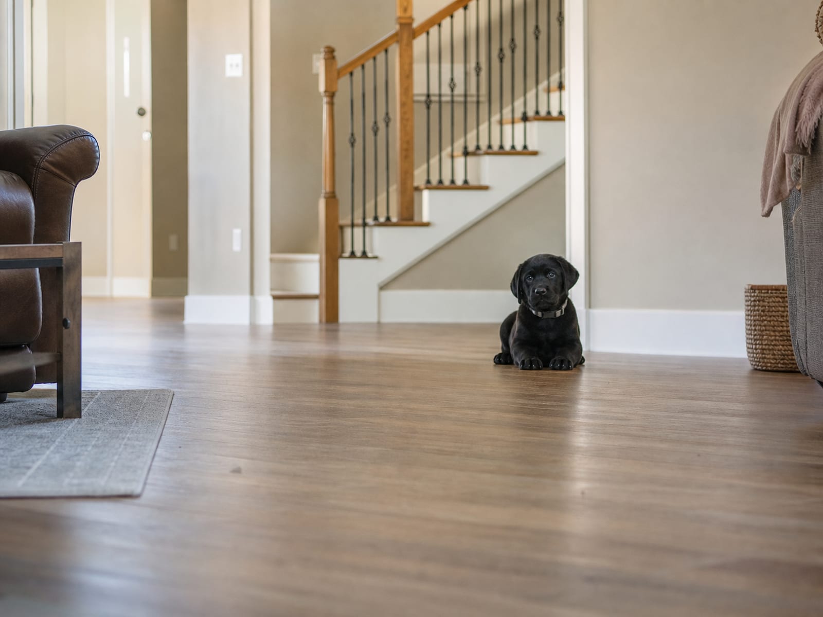 Puppies of different breeds participate in an interactive training class in Baltimore, learning basic commands and socialization skills in a supportive environment.