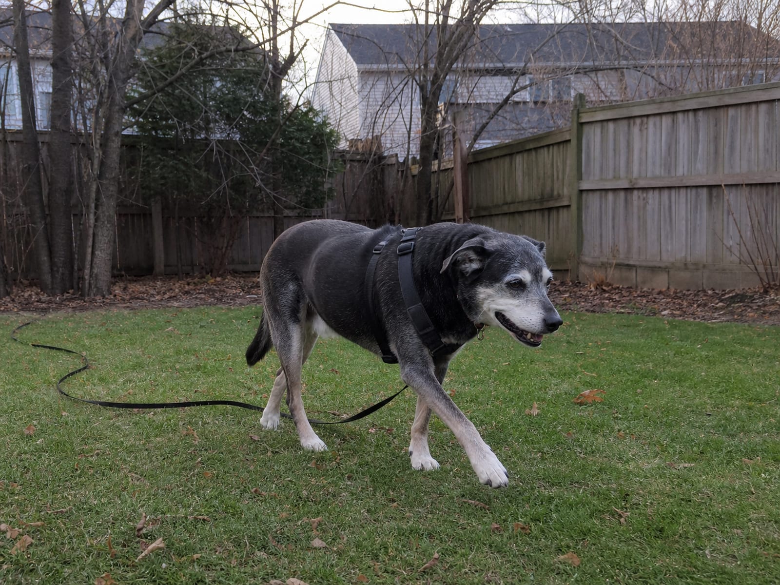 Multi-Dog Households