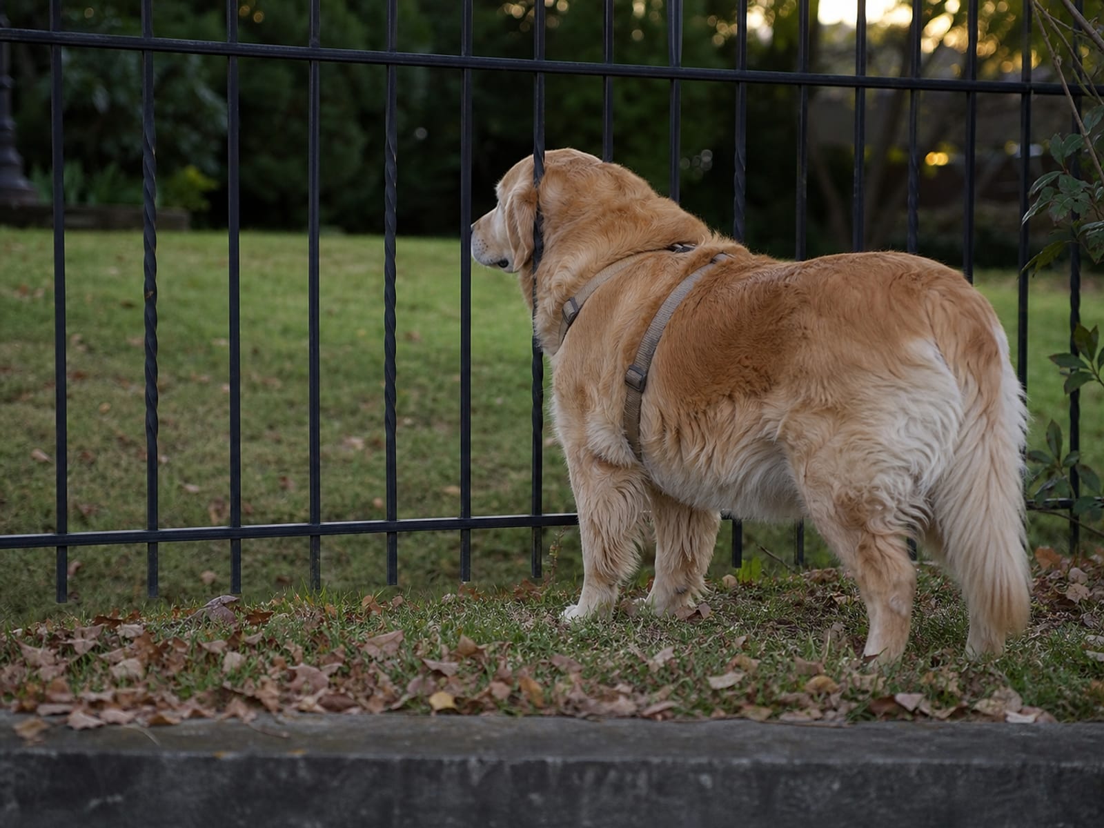Dog Body Postures Decoded