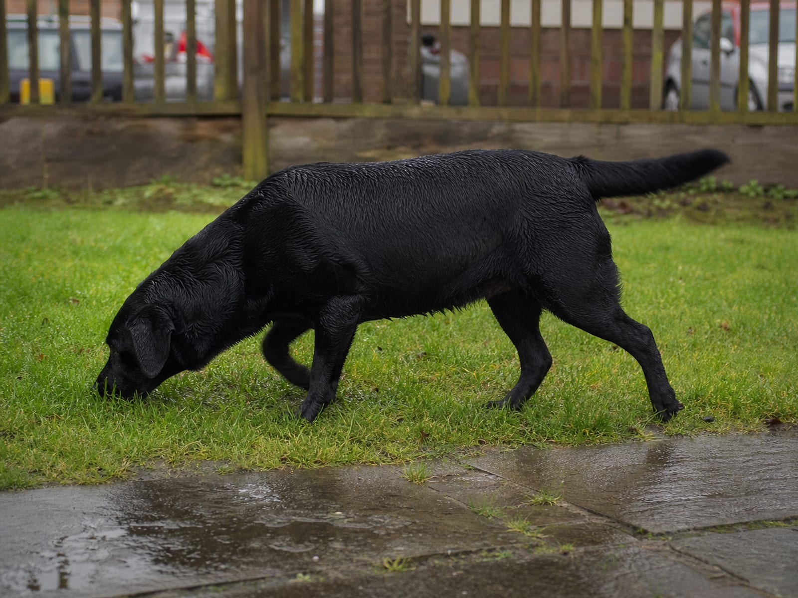Dog Tail Positions and Their Meanings