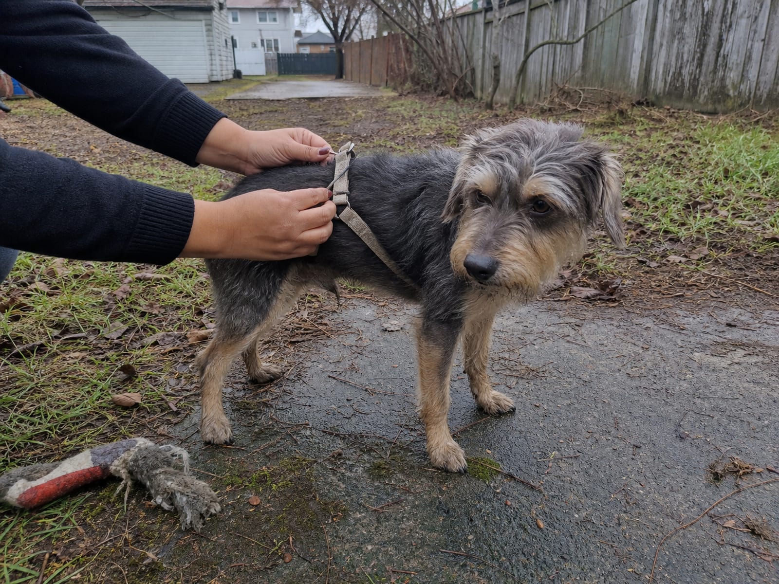Why Did My Dog's Behavior Change Negatively After Being Spayed