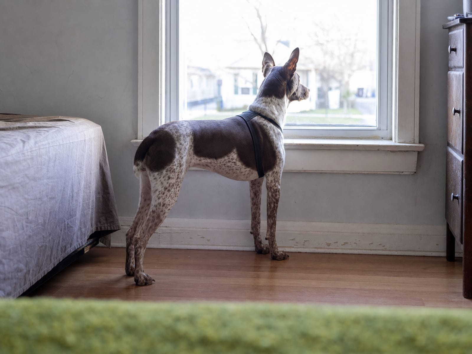 Creating an Optimal Sleep Environment for Your Dog