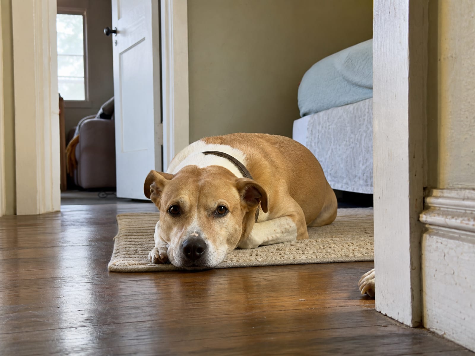 Recognizing Signs of Sleep Deprivation in Dogs