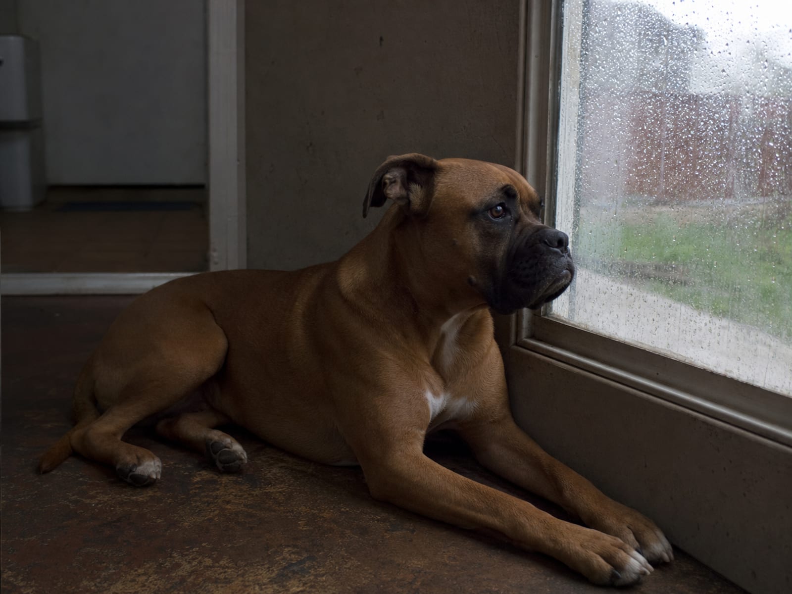 The Big Day: Making Vet Visits Manageable