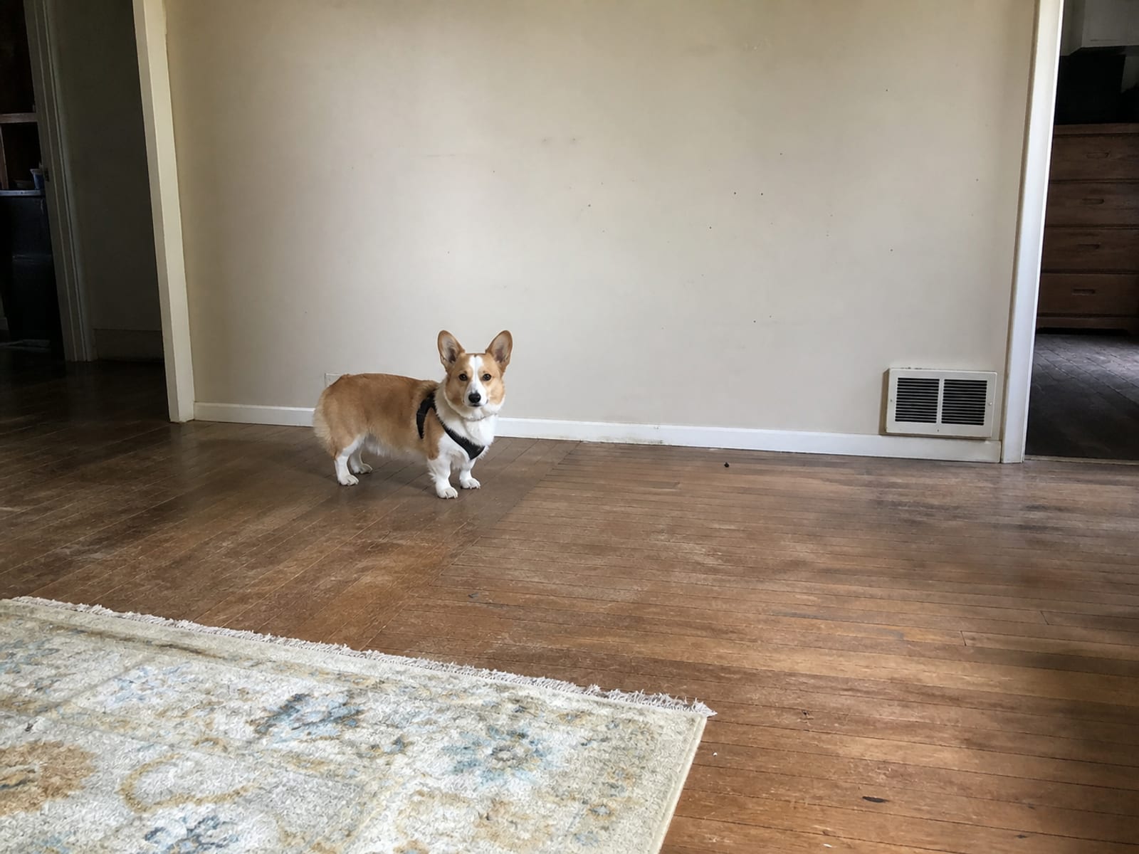 Helpful Products for Managing Aggression in Senior Dogs