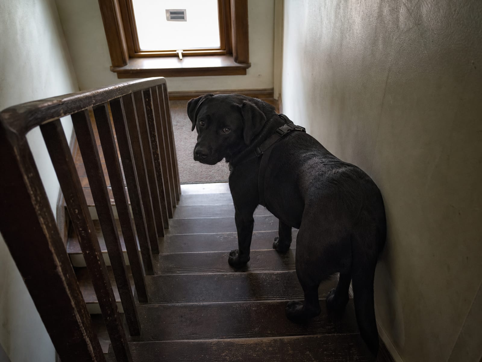 Medications That Can Help Control Aggression And Anxiety In Dogs