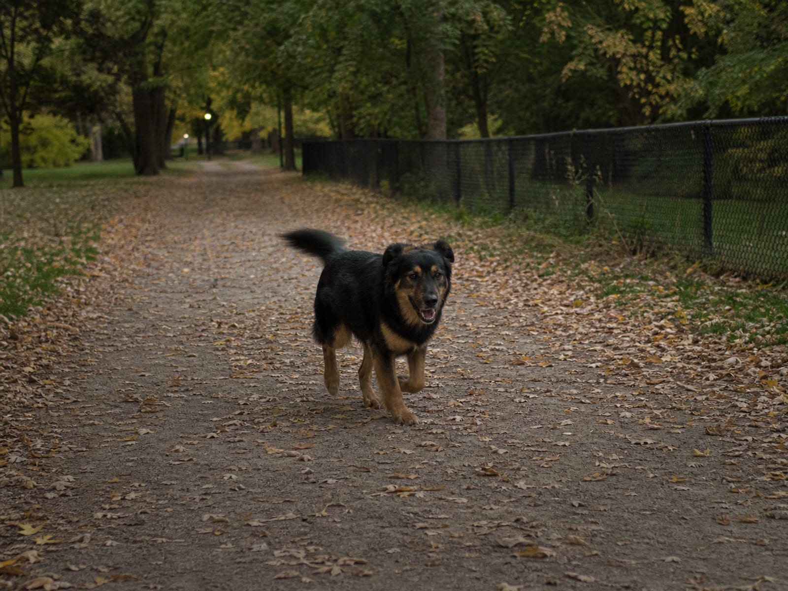 Aggressive Dog Training Tips To Curb Biting And Snapping