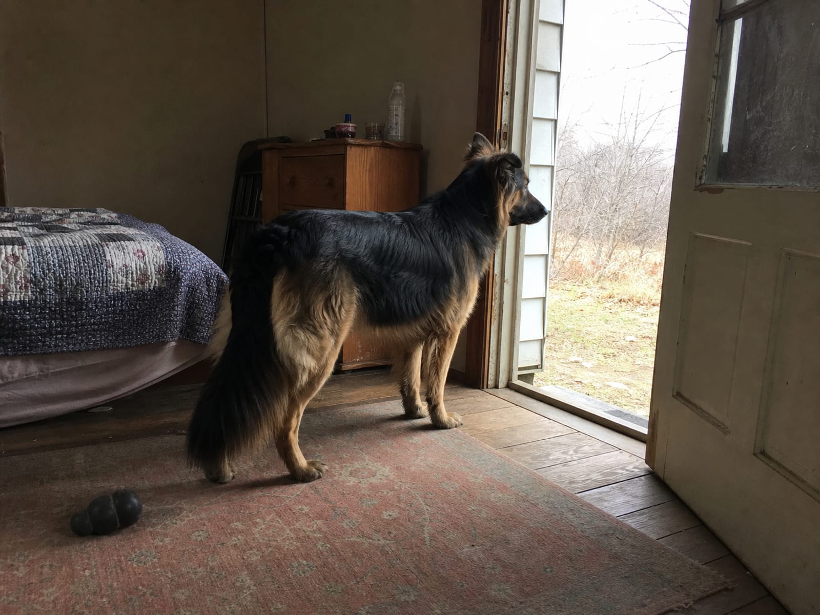 How You Should Decide If You Need Help With Dog Aggression