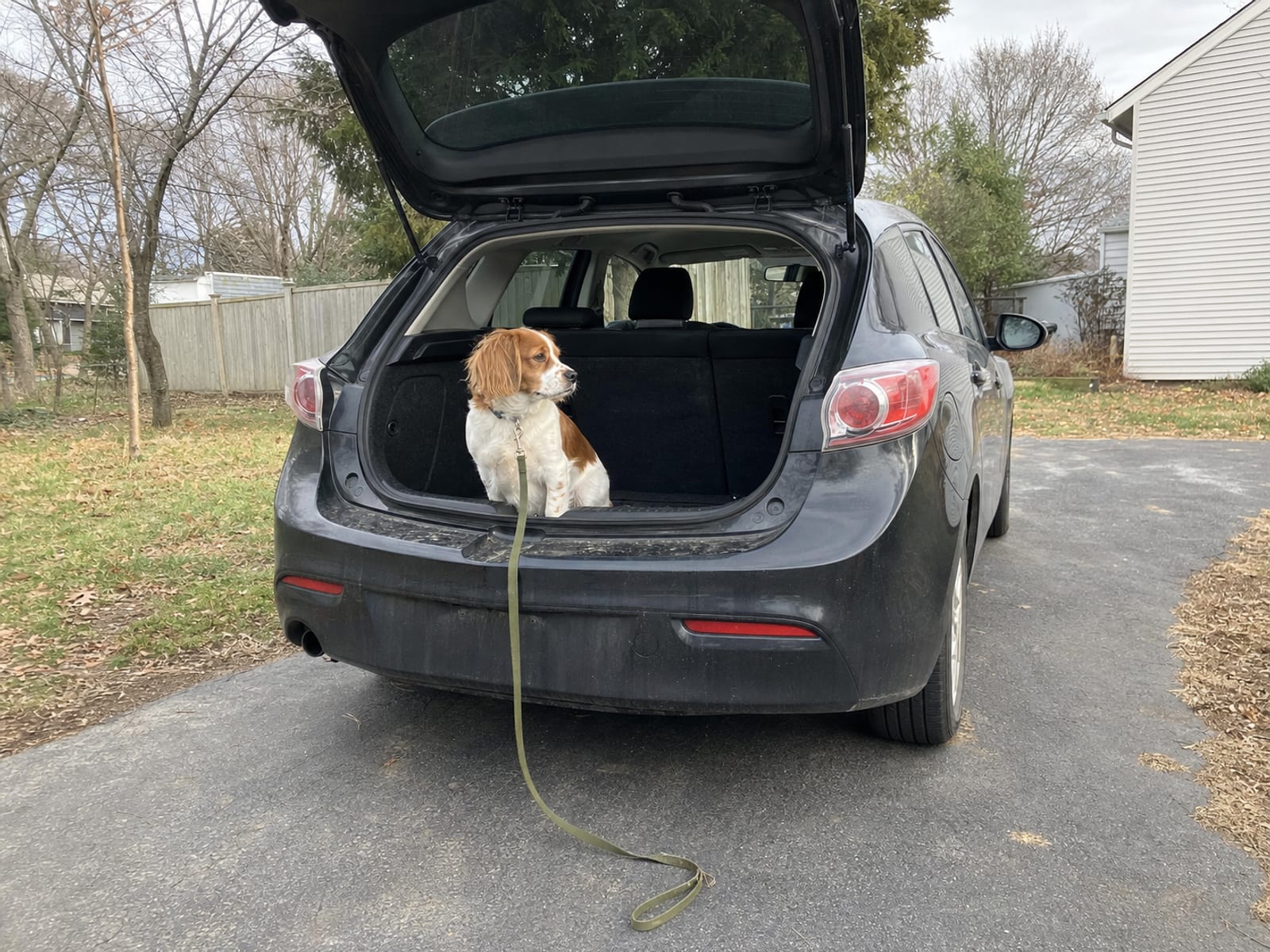 Best Dog Aggression Training Near Me