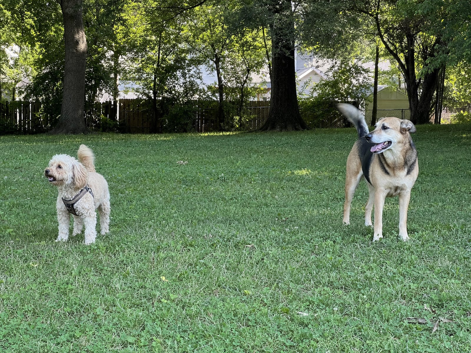 Breakdown of potential causes of dog aggression.