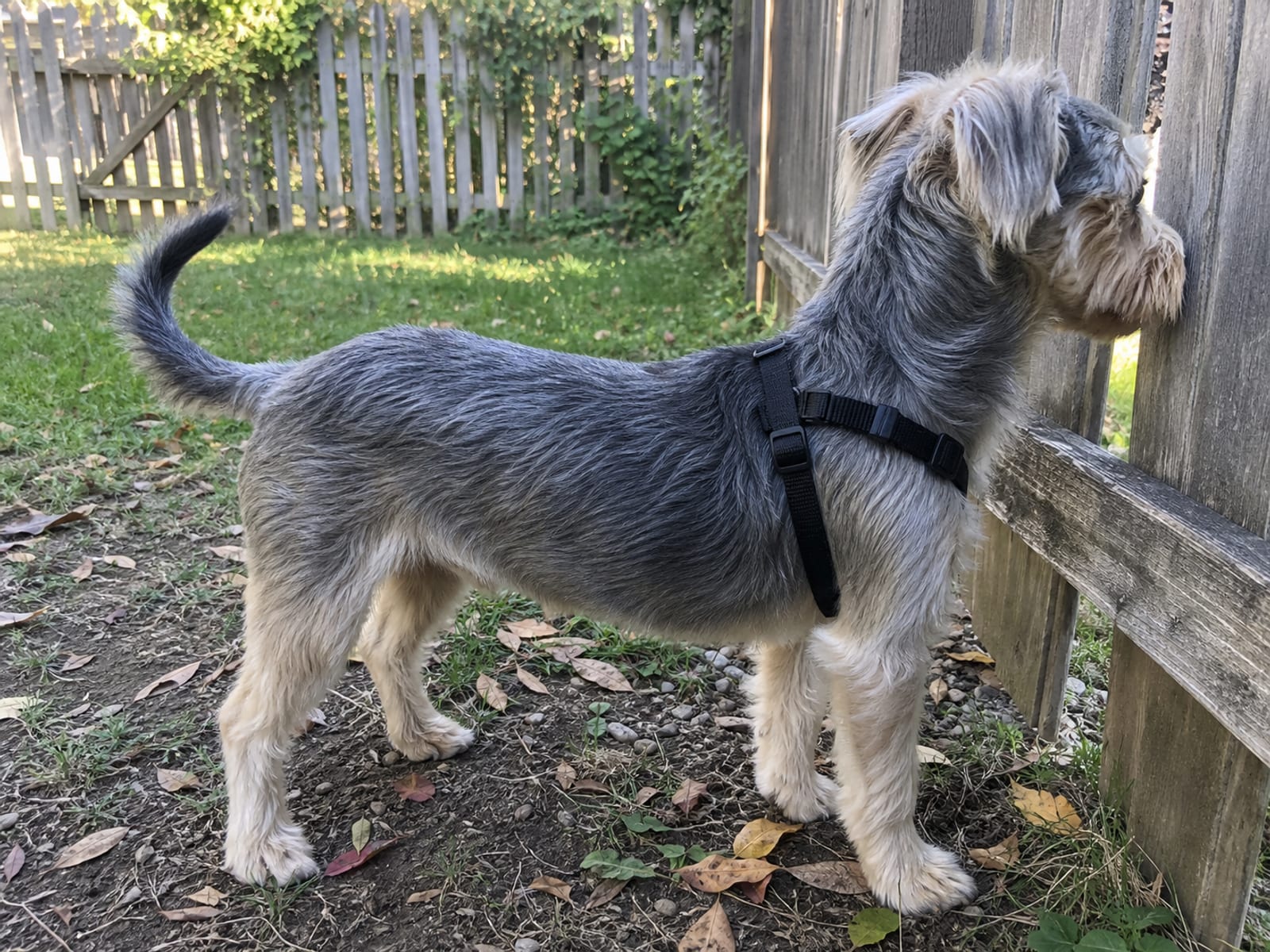 Play Bow And Dog Play Signals