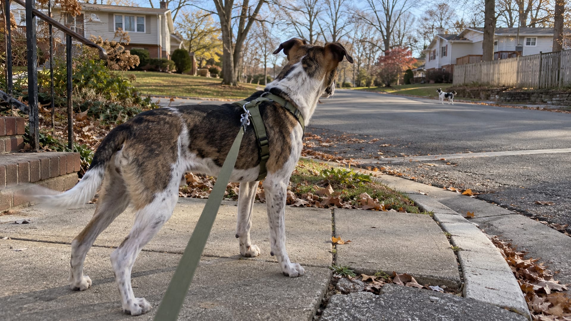 Dog Aggressive to Other Dogs on Walks