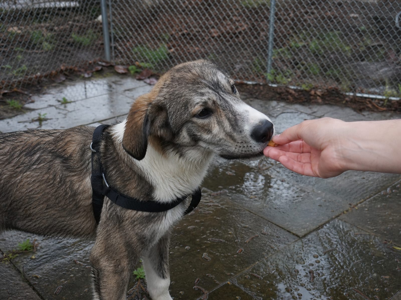 Tailored Remedies Dundalk Alarm Bark Happiness Issues