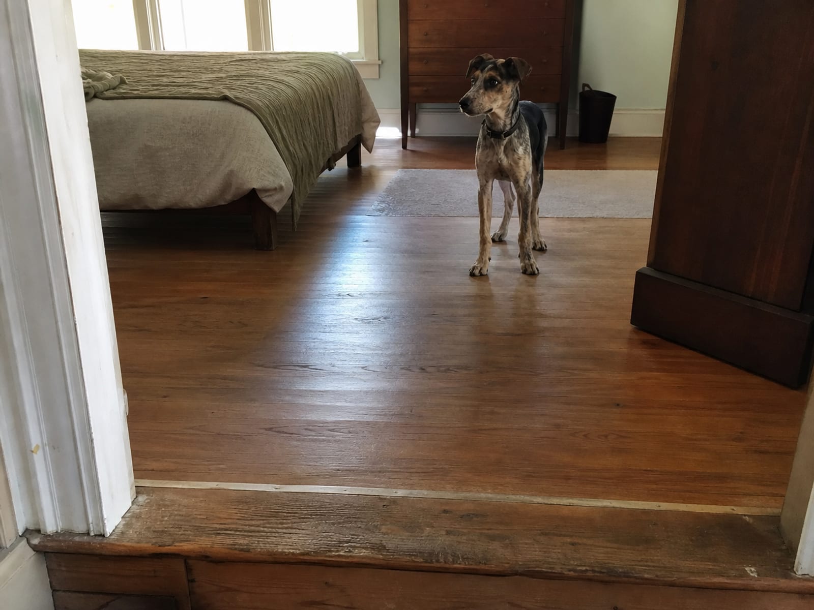 What If My Attempts Don’t Resolve the Barking?
