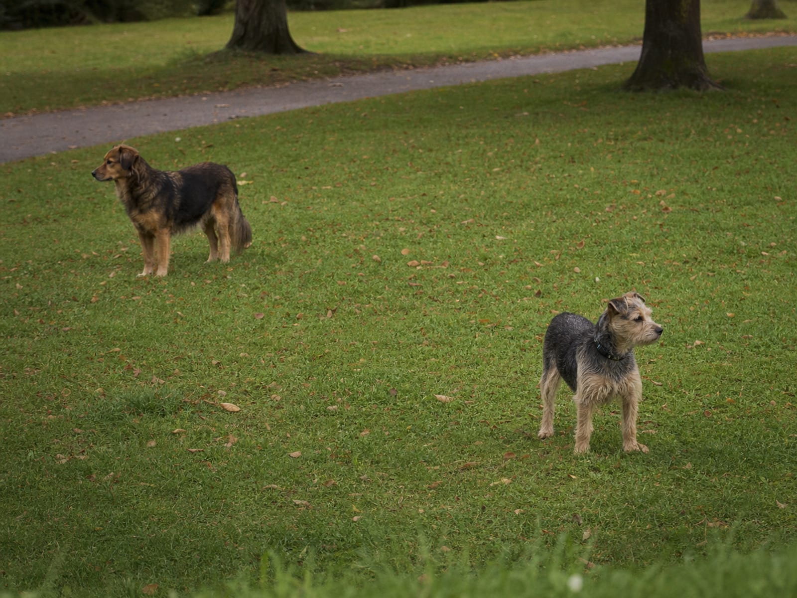 Benefits of Dog Training in Baltimore