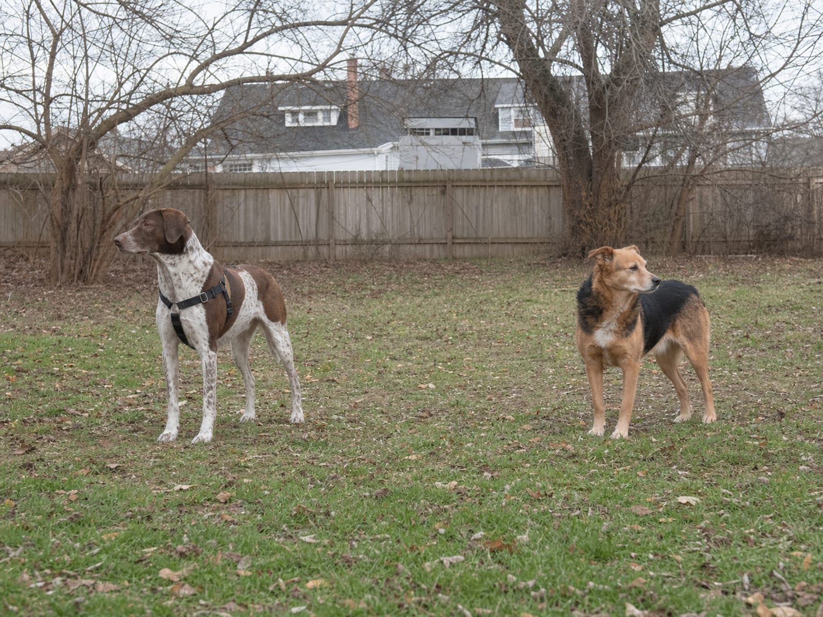 Choosing the Right Baltimore Dog Behaviorist