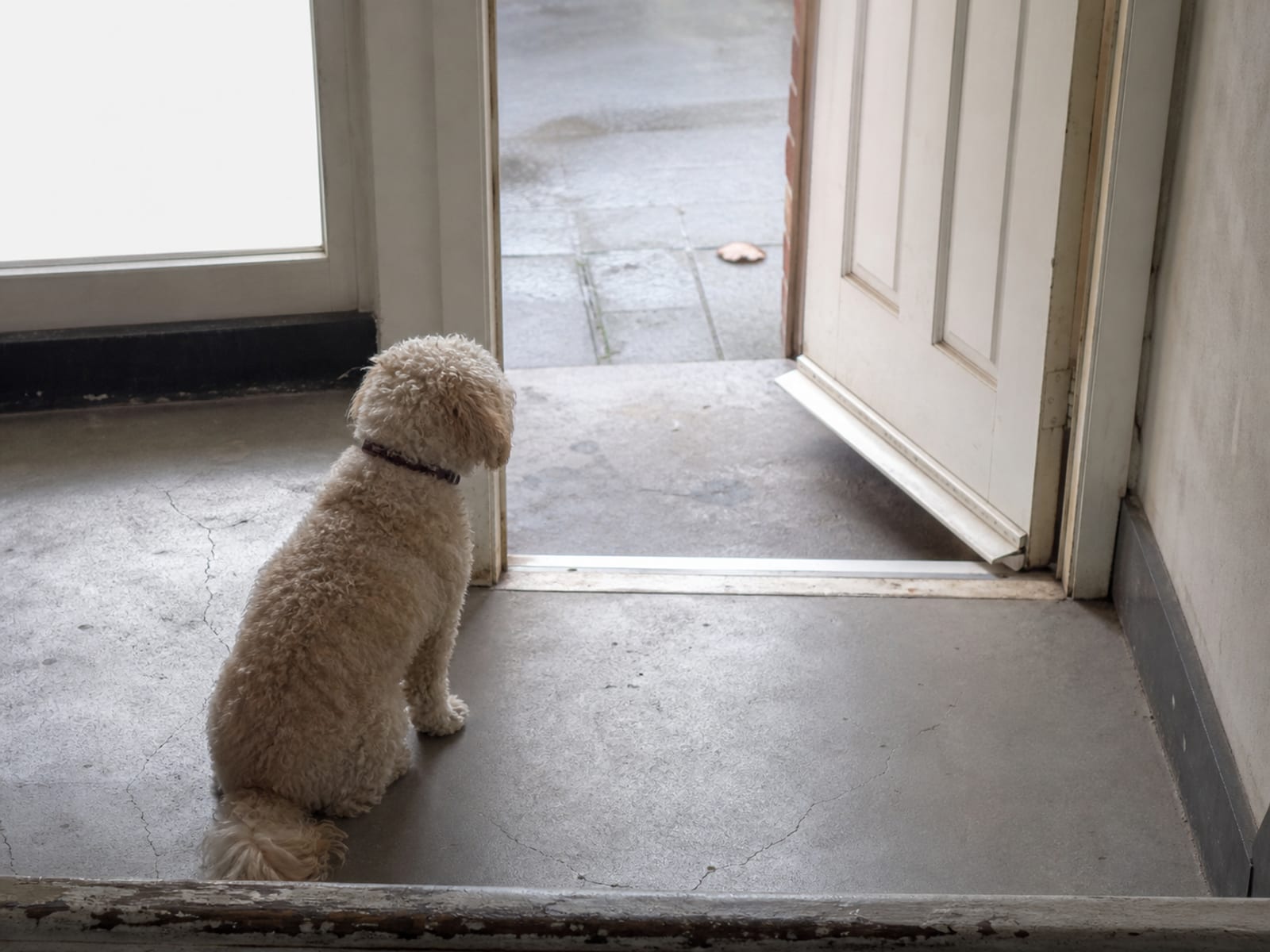 In Home Dog Behaviorist Baltimore