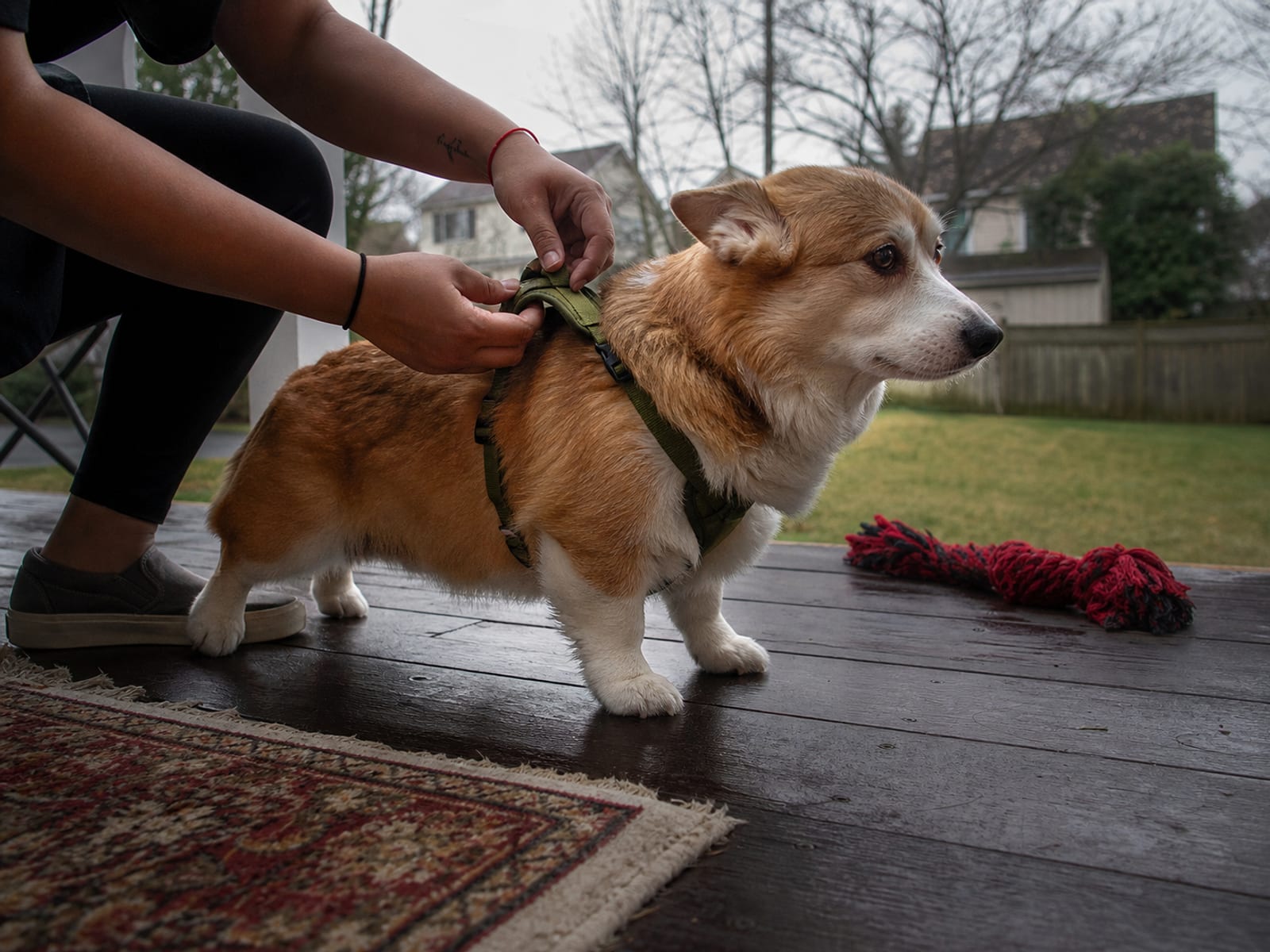 Border Collie Obedience Training Baltimore
