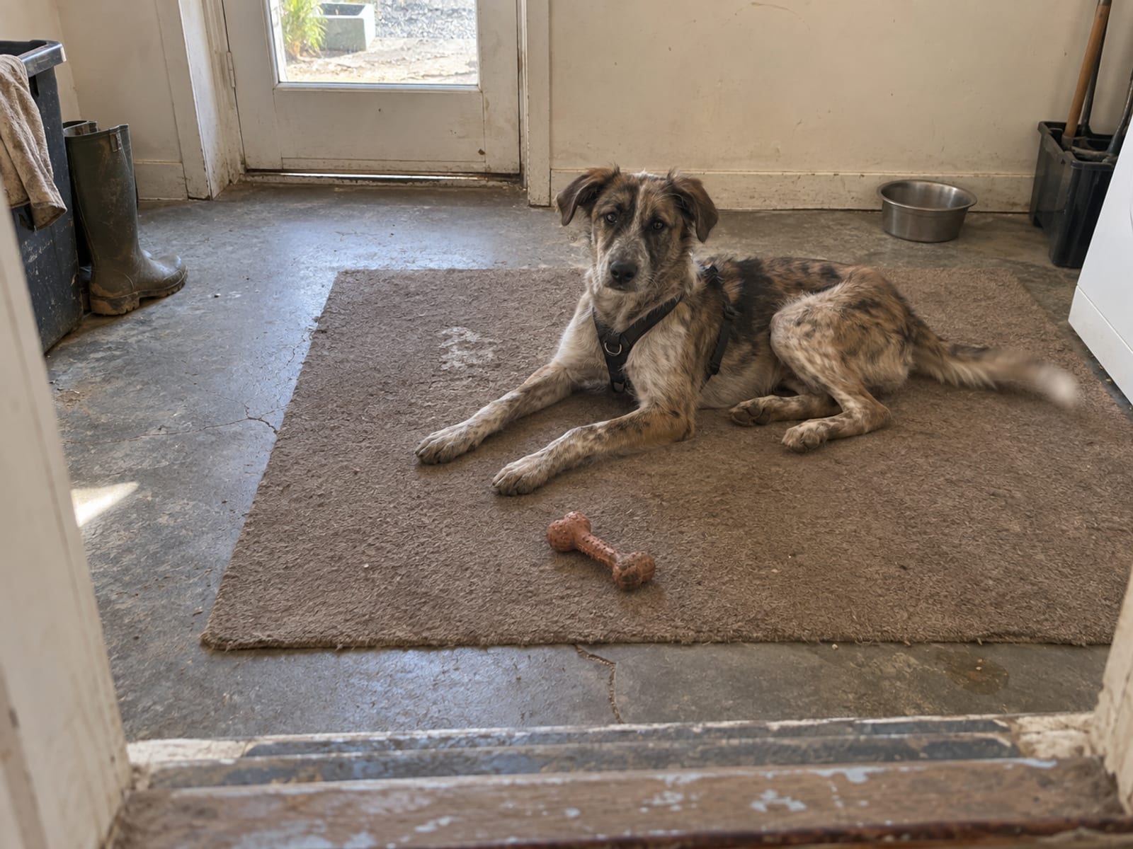 Can this dog actually bite?