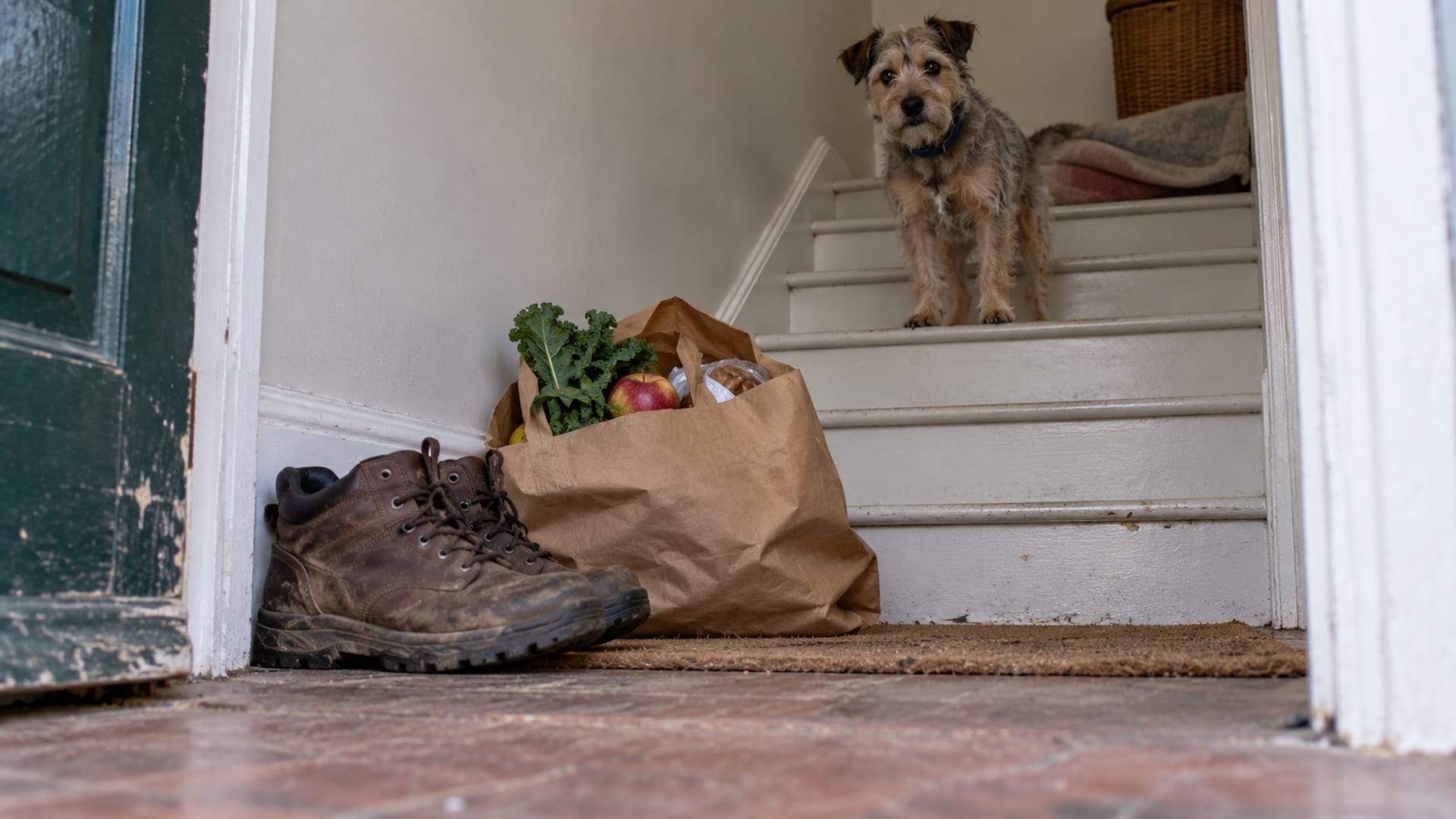 Dog Scared of Strangers in the House: What to Do When Visitors Come
