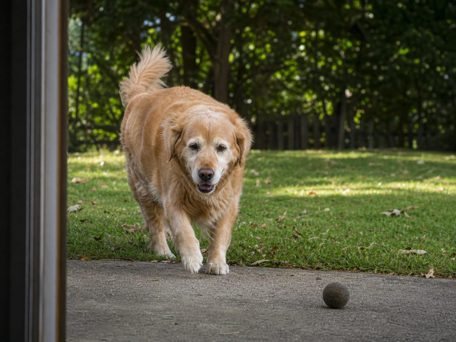 Baltimore Excessive Dog Barking Training