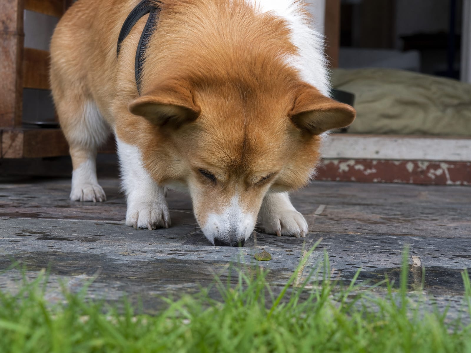 Dog Trainer For Aggression Baltimore