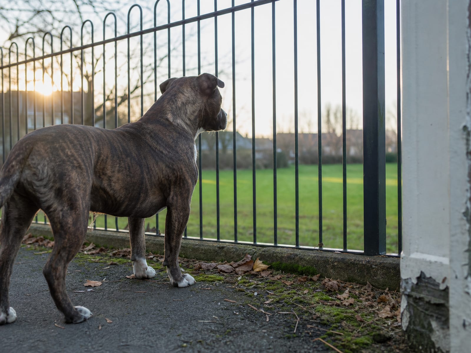 Typical Dog Behavior Problems Seen in Baltimore