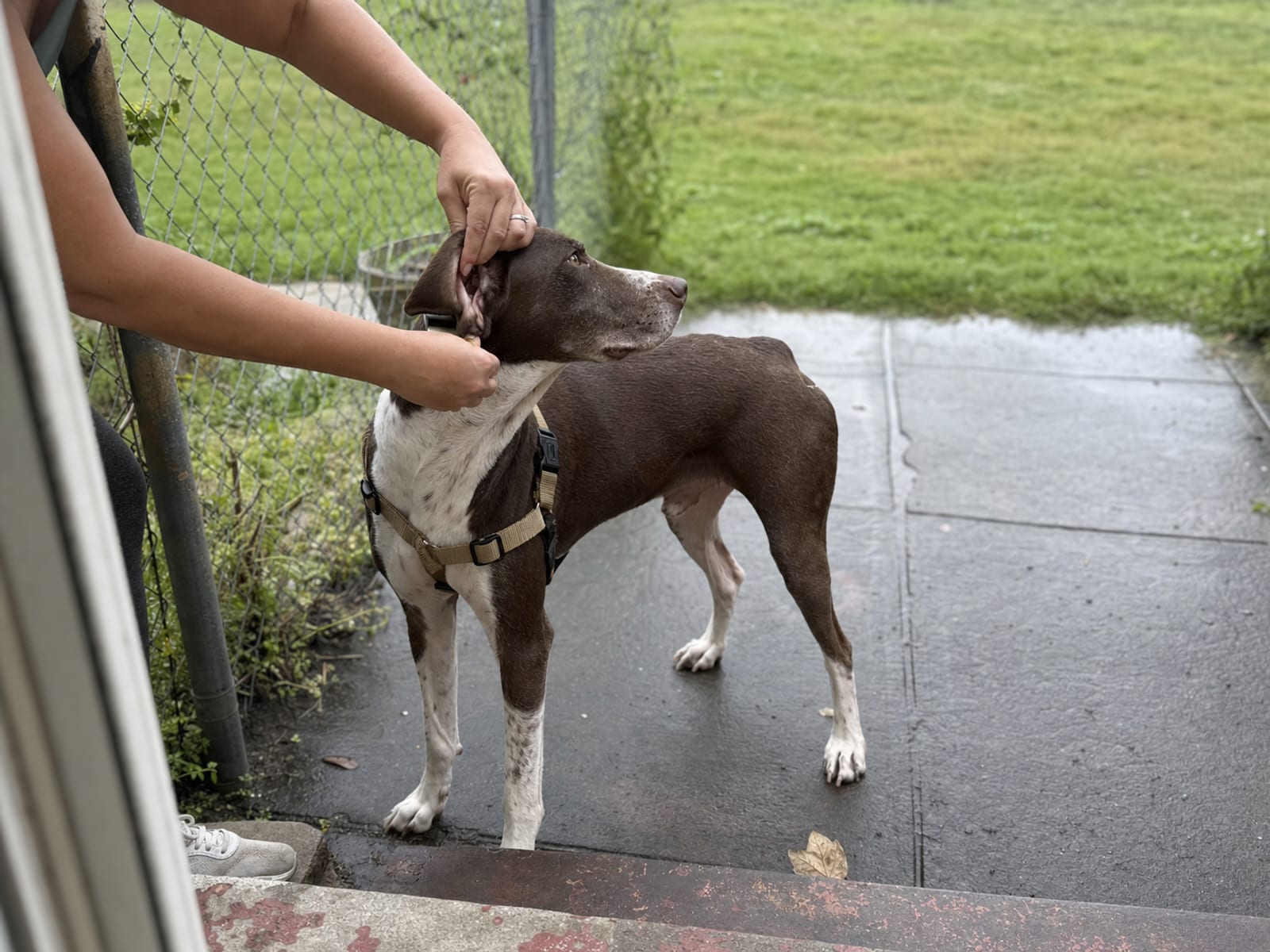Dog walking calmly on leash past pedestrians in a Baltimore neighborhood