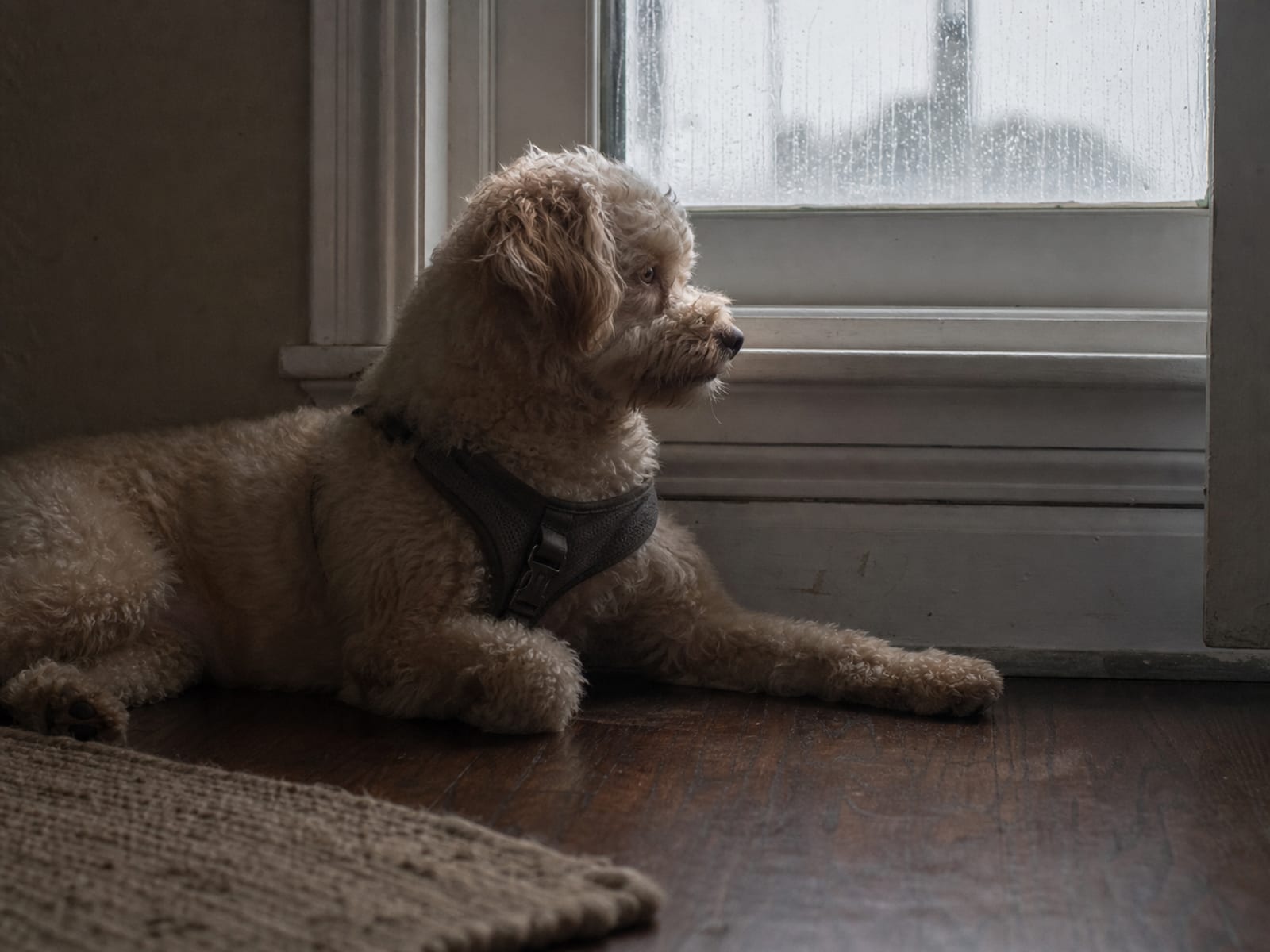 The Big Picture: Your Guide to Dog Aggression Triggers