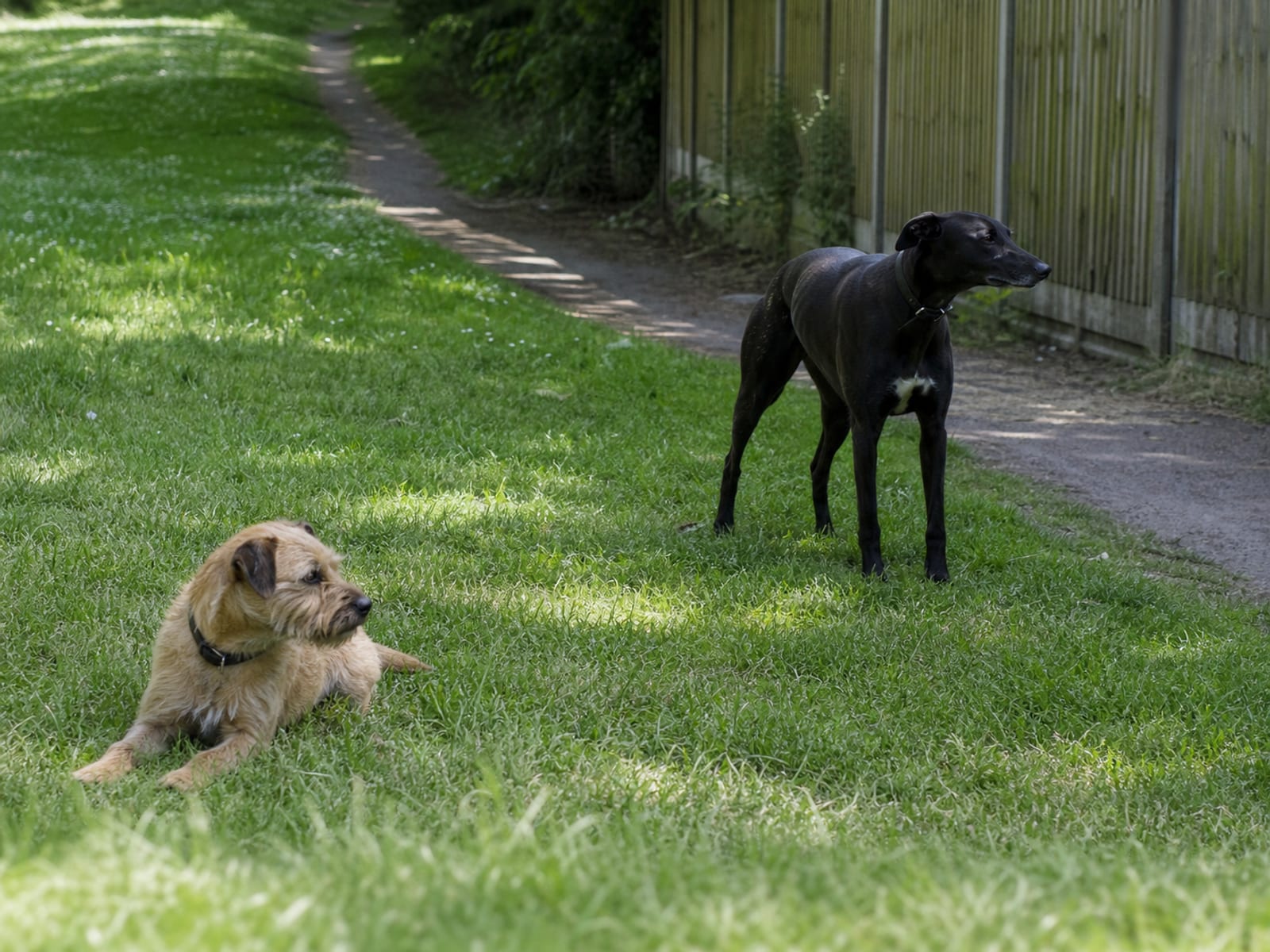 Key Skills and Requirements for Therapy Dogs
