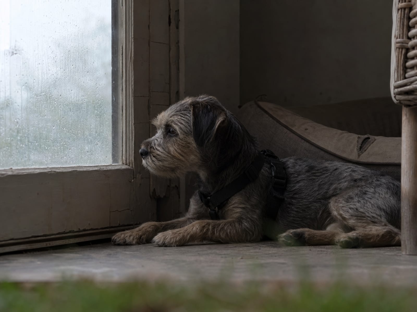 Our Guide to Epigenetic Changes in Dog Breeding