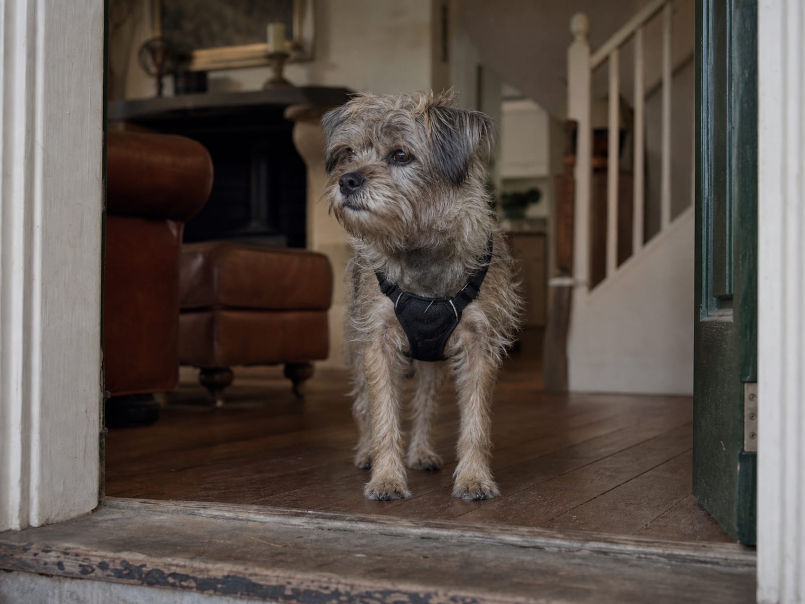 A heartwarming photograph capturing the bond between a domesticated dog and its owner, showcasing the dog's loyal gaze and wagging tail, as the owner affectionately pets its fluffy fur. The setting is a cozy living room with soft lighting, showcasing a vintage leather armchair and a fireplace in the background, creating a warm and inviting atmosphere.