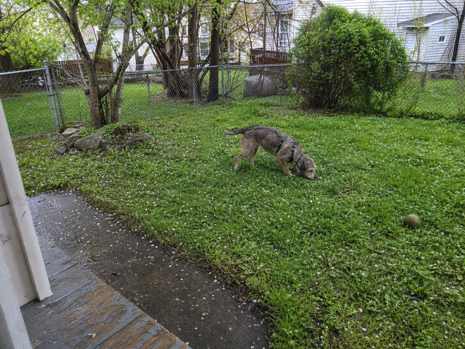 Additional Steps for Challenging Dogs